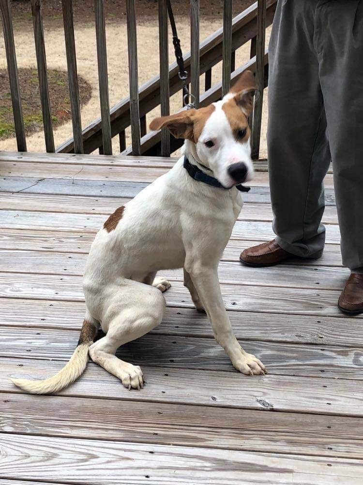 Zuko, a Adopted mixed breed in New Haven , CT image 2/5