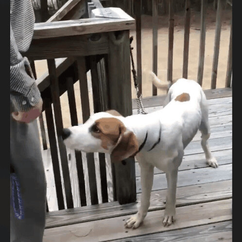 Zuko, a Adopted mixed breed in New Haven , CT image 3/5