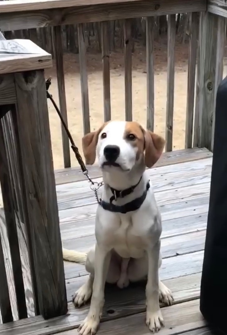 Zuko, a Adopted mixed breed in New Haven , CT image 4/5