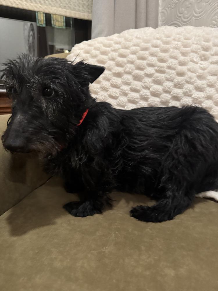 Enlarge Lady (#37 Grammie), a Adoptable Scottish Terrier in Springdale, PA image 1/3