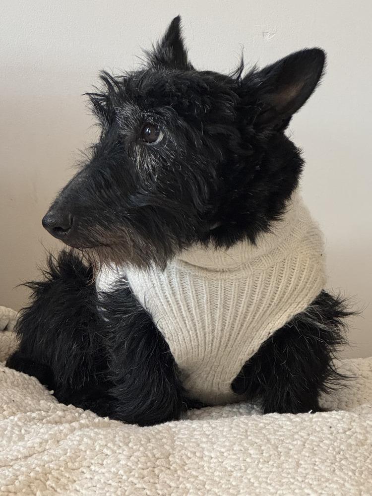 Enlarge Lady (#37 Grammie), a Adoptable Scottish Terrier in Springdale, PA image 2/3
