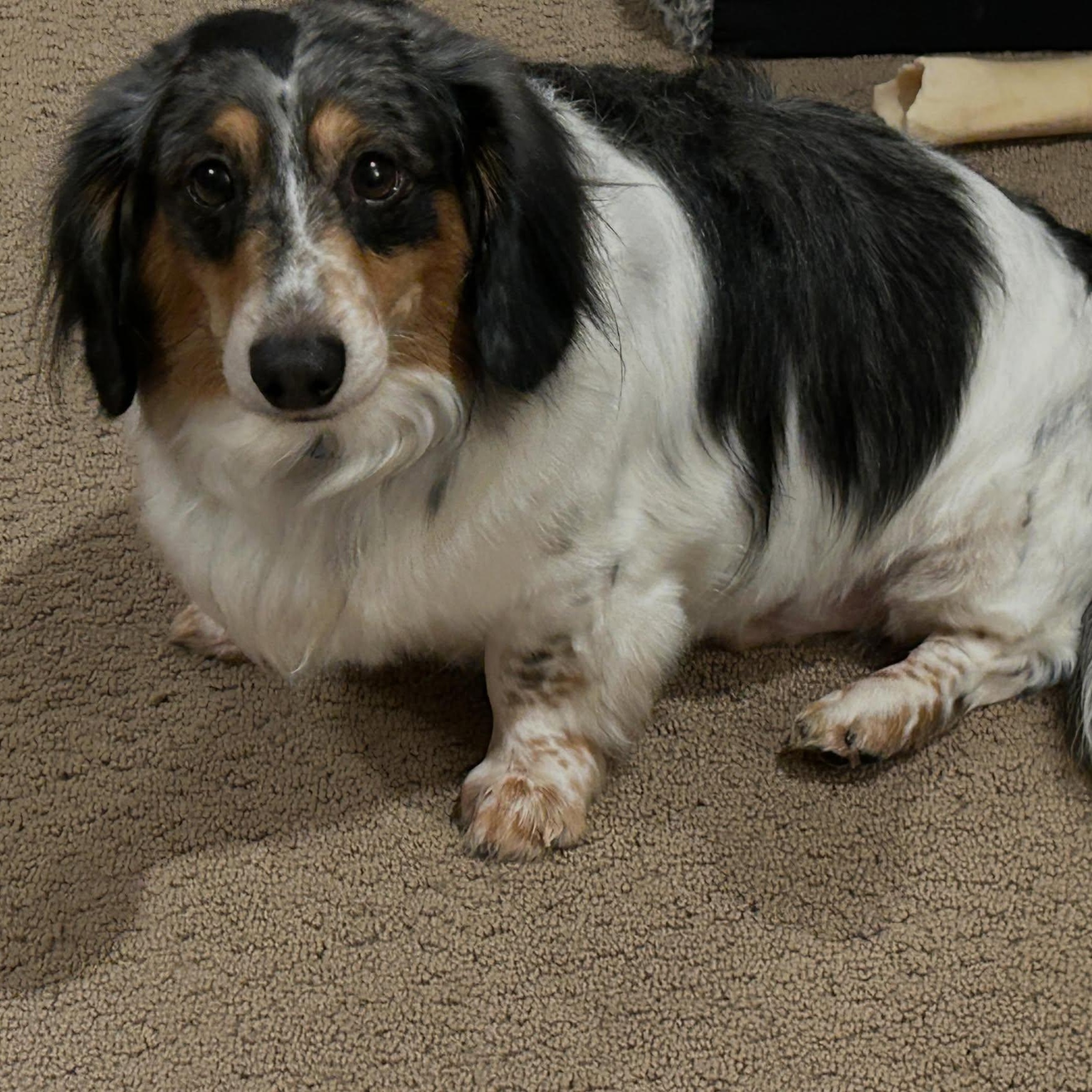 Enlarge Barney (COMING SOON), a ADOPTABLE Dachshund (Long Haired) in Portland, OR image 1/1
