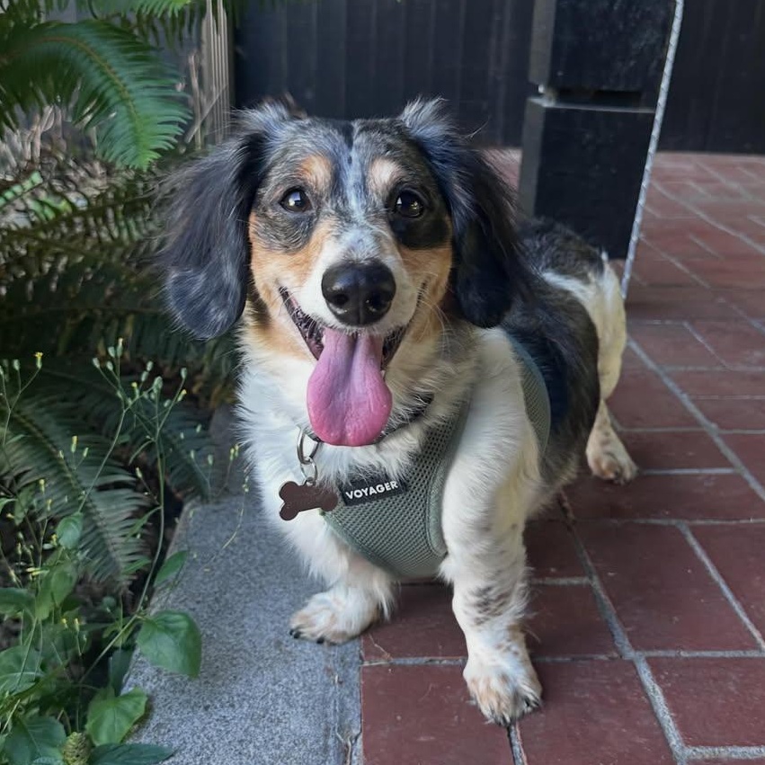 Barney, ADOPTABLE, Adult Male Dachshund (Long Haired).