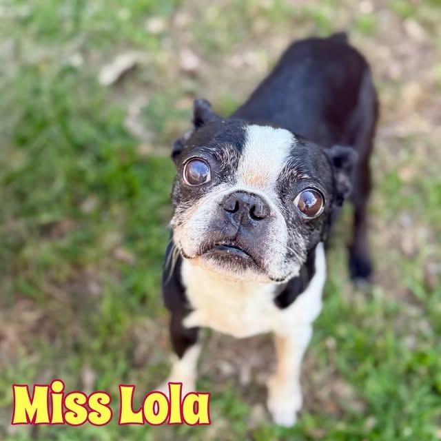 Enlarge Lola, a Adopted Boston Terrier in Van Vleck, TX image 1/1