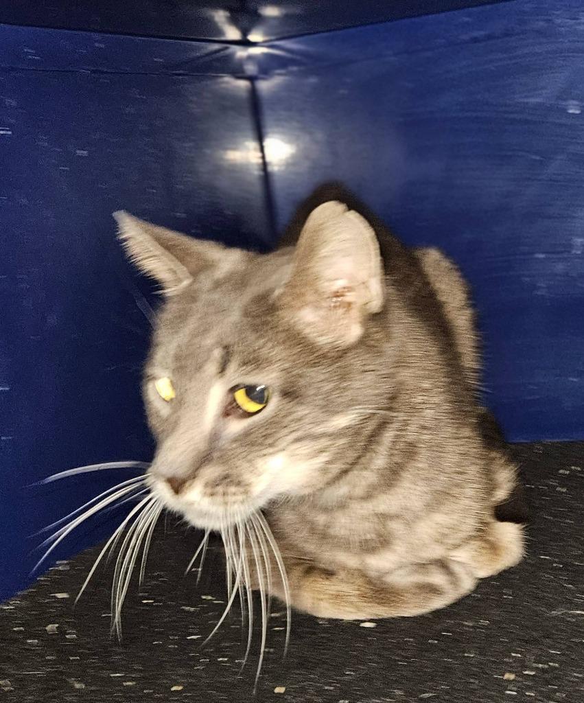 Scout, Adoptable, Adult Male Domestic Short Hair.