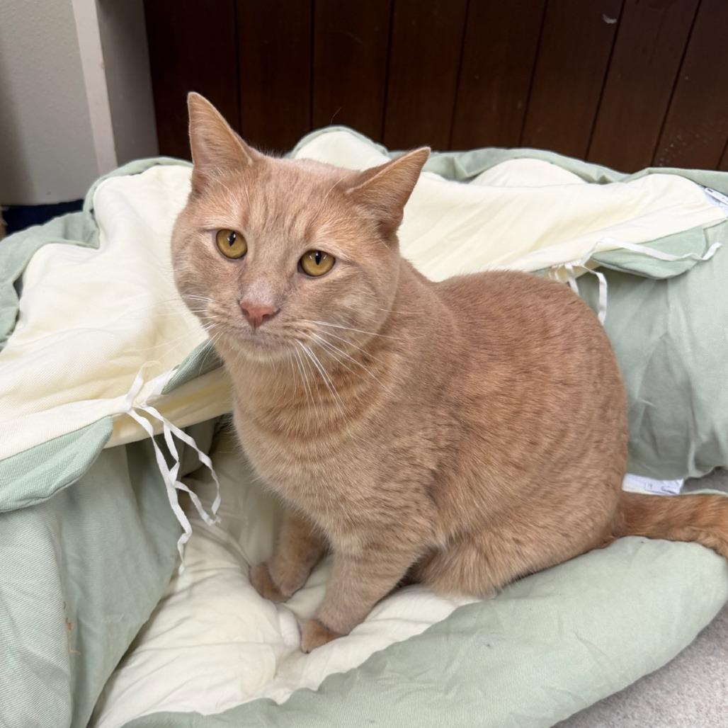 Drew, Adoptable, Young Male Domestic Short Hair.