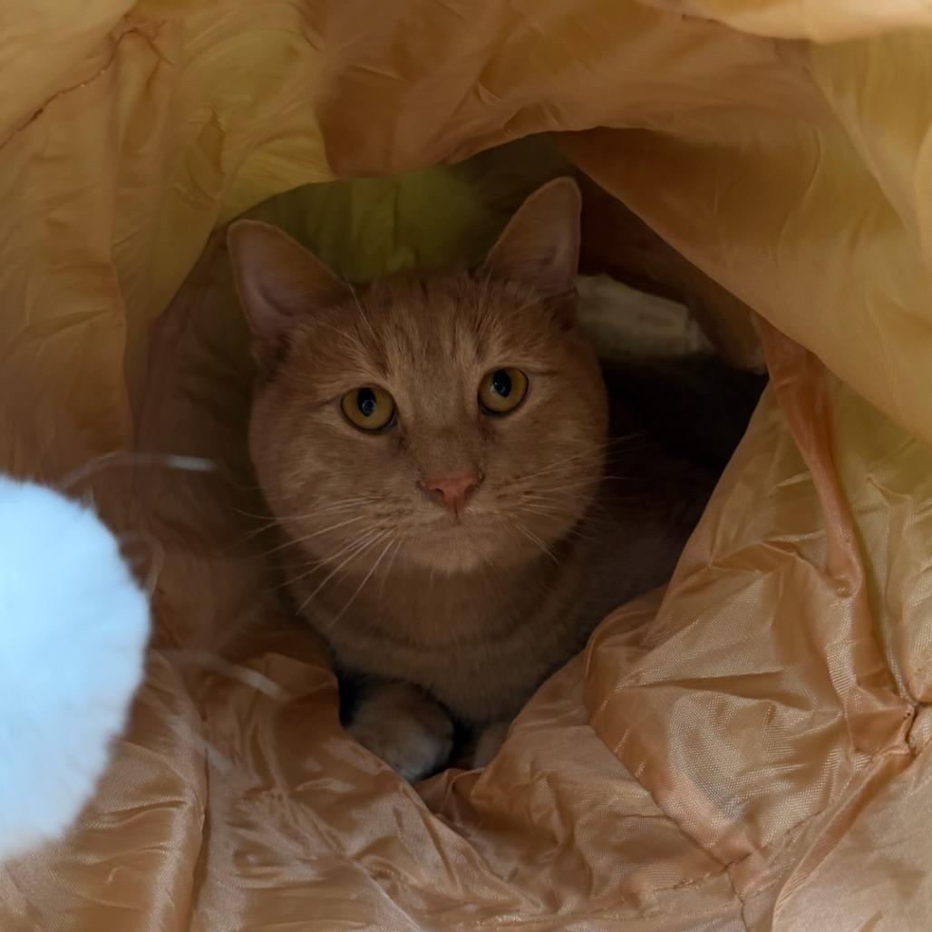 Drew, a Adoptable Domestic Short Hair in Pontiac, IL image 2/6