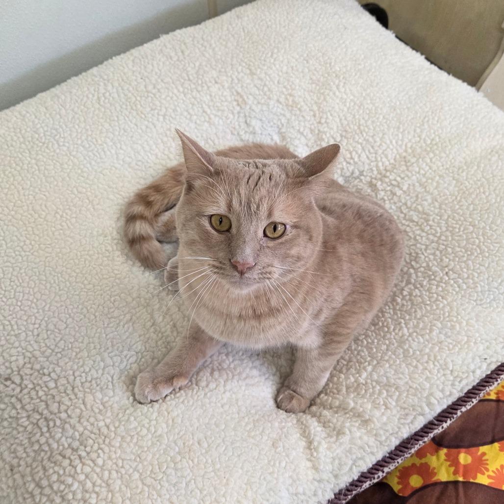Drew, a Adoptable Domestic Short Hair in Pontiac, IL image 3/6