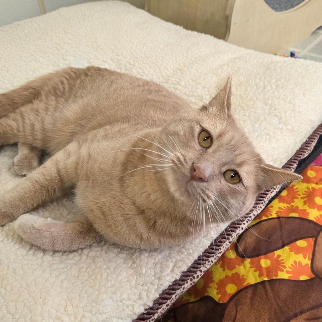 Drew, a Adoptable Domestic Short Hair in Pontiac, IL image 4/6