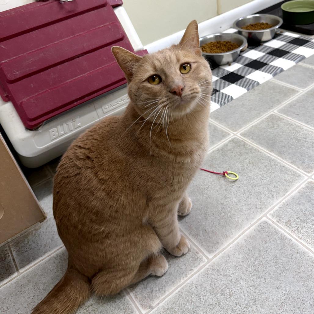 Drew, a Adoptable Domestic Short Hair in Pontiac, IL image 5/6