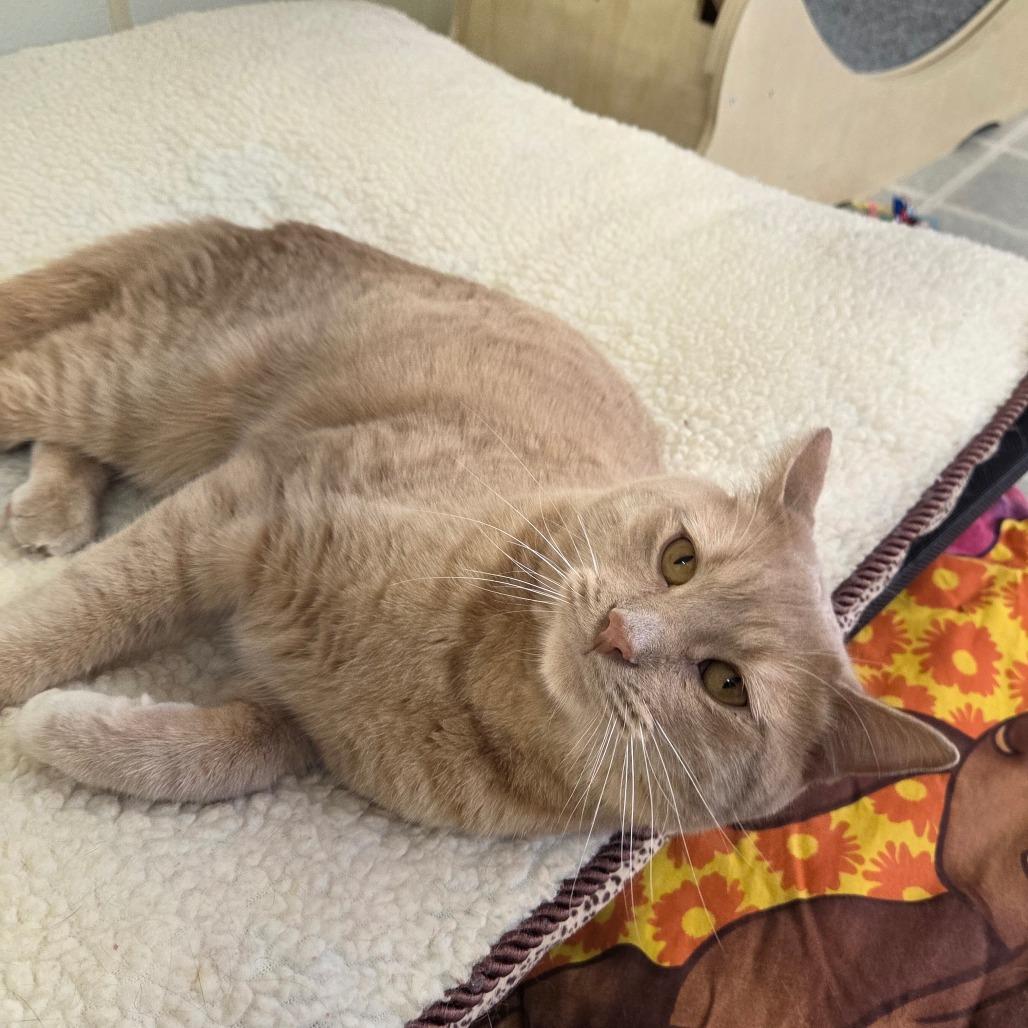 Drew, a Adoptable Domestic Short Hair in Pontiac, IL image 6/6