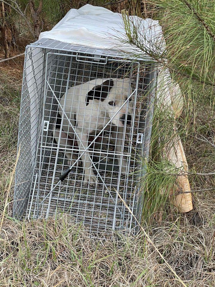 Savant, a Adoptable mixed breed in North Augusta, SC image 2/3
