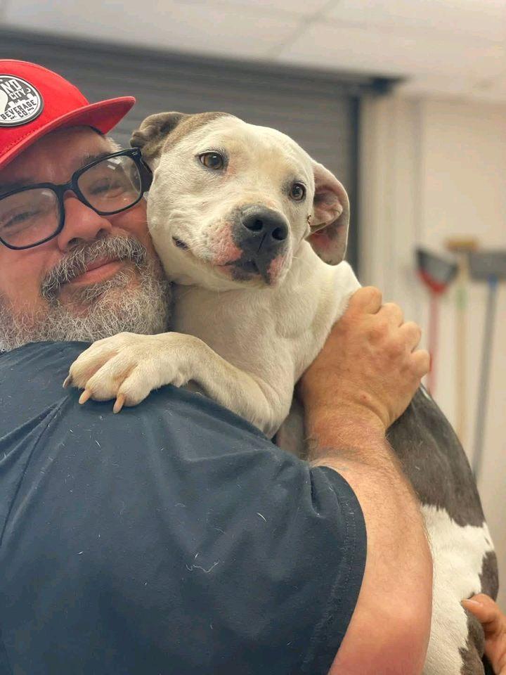 Savant, a Adoptable mixed breed in North Augusta, SC image 3/3