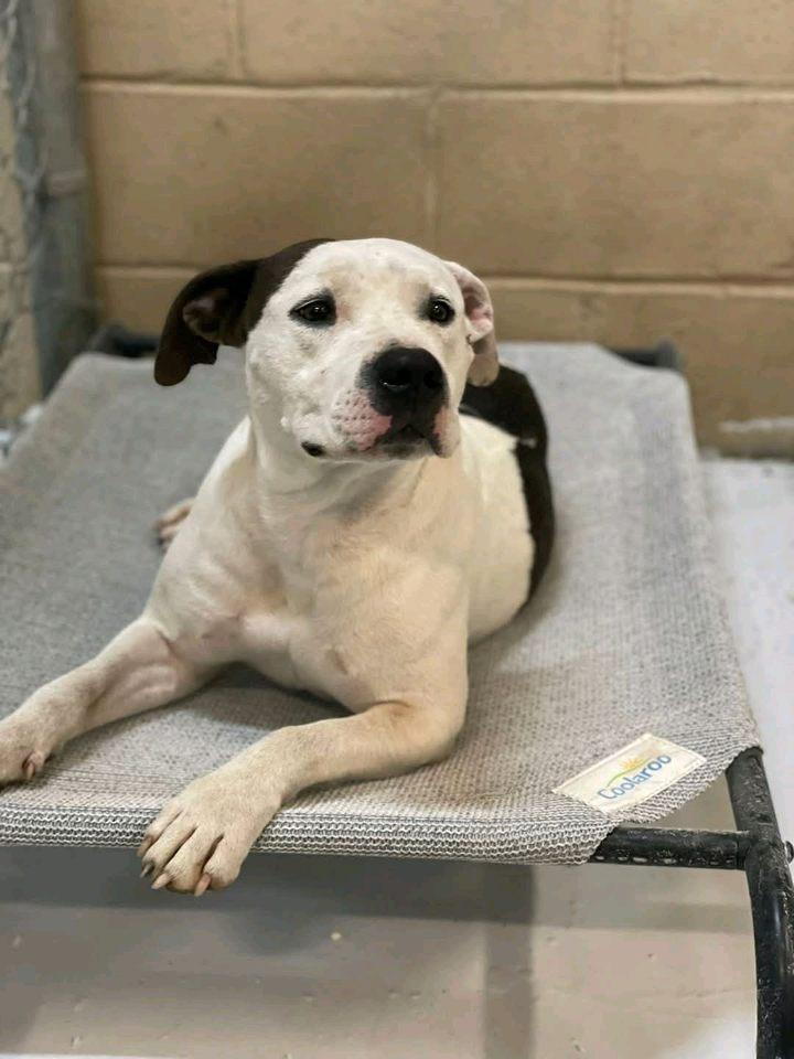 Savant, a Adoptable mixed breed in North Augusta, SC image 1/3