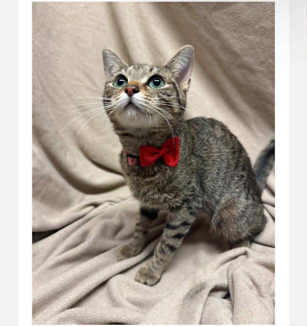 Enlarge Kiwi, a Adoptable Domestic Short Hair in Fredericksburg, VA image 1/1