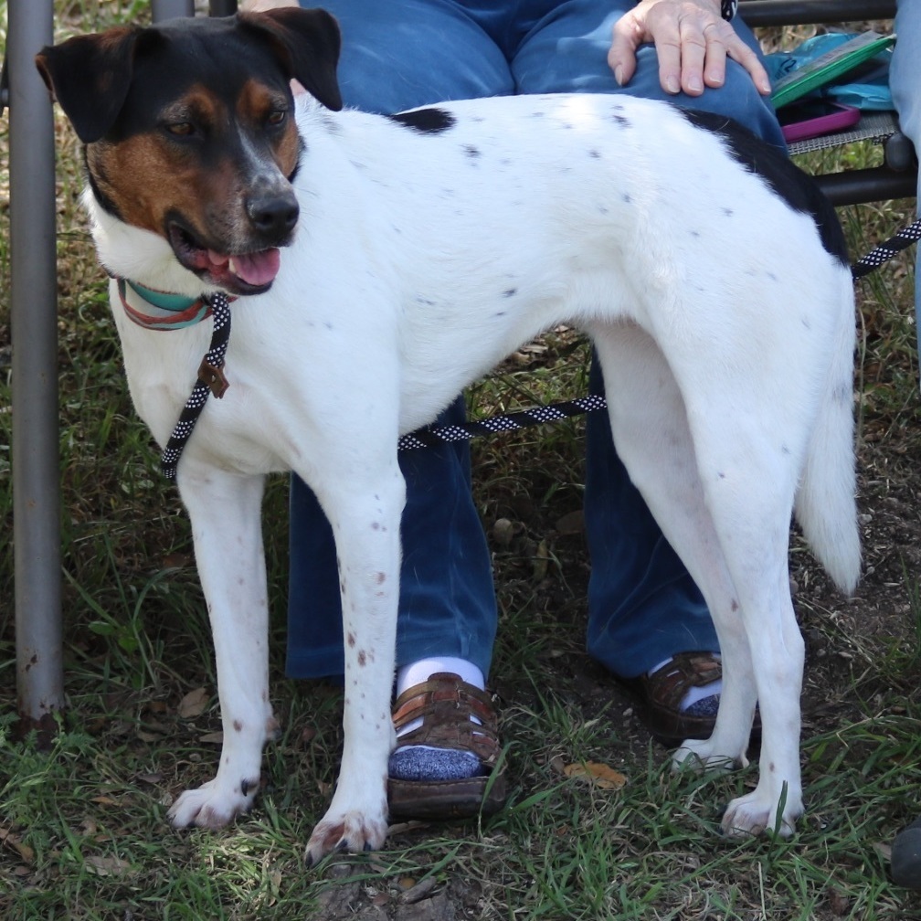 Astrid, Adoptable, Young Female Cattle Dog & Labrador Retriever.