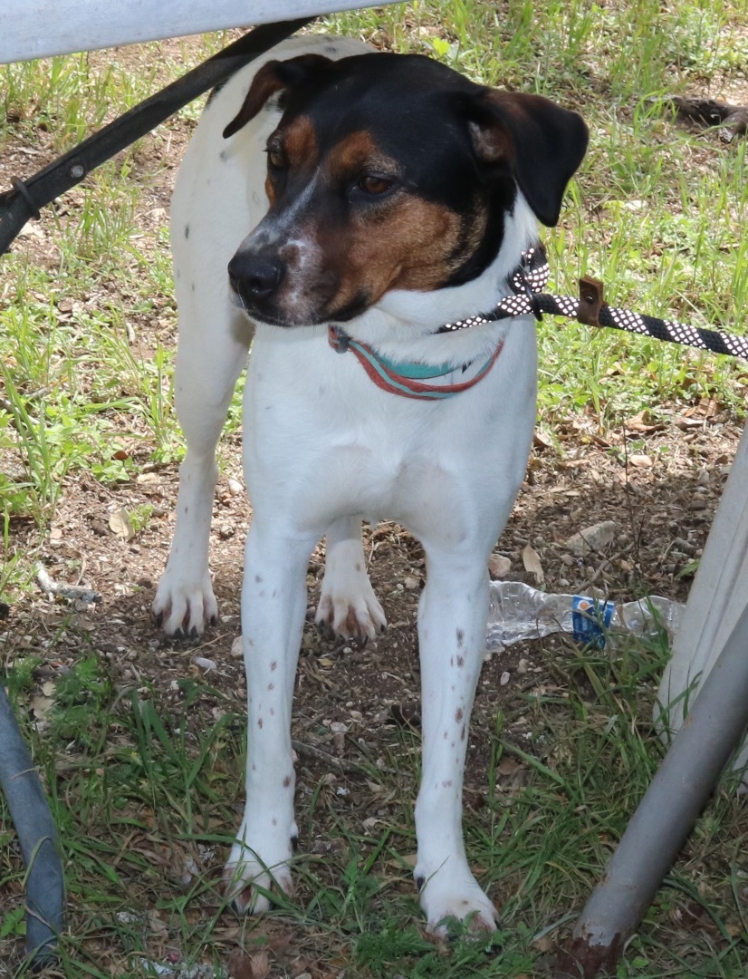 Astrid, Adoptable, Young Female Cattle Dog & Labrador Retriever.