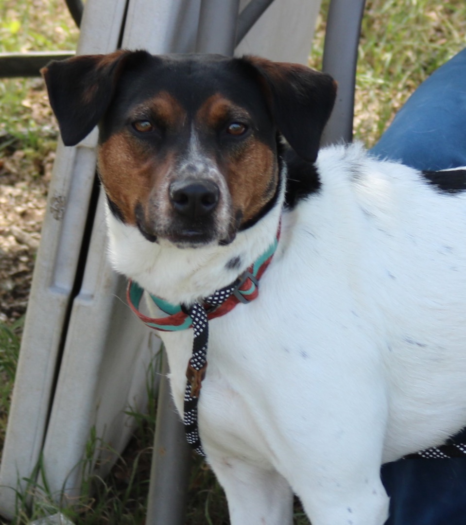 Enlarge Astrid, a Adoptable mixed breed in Bandera, TX image 3/7