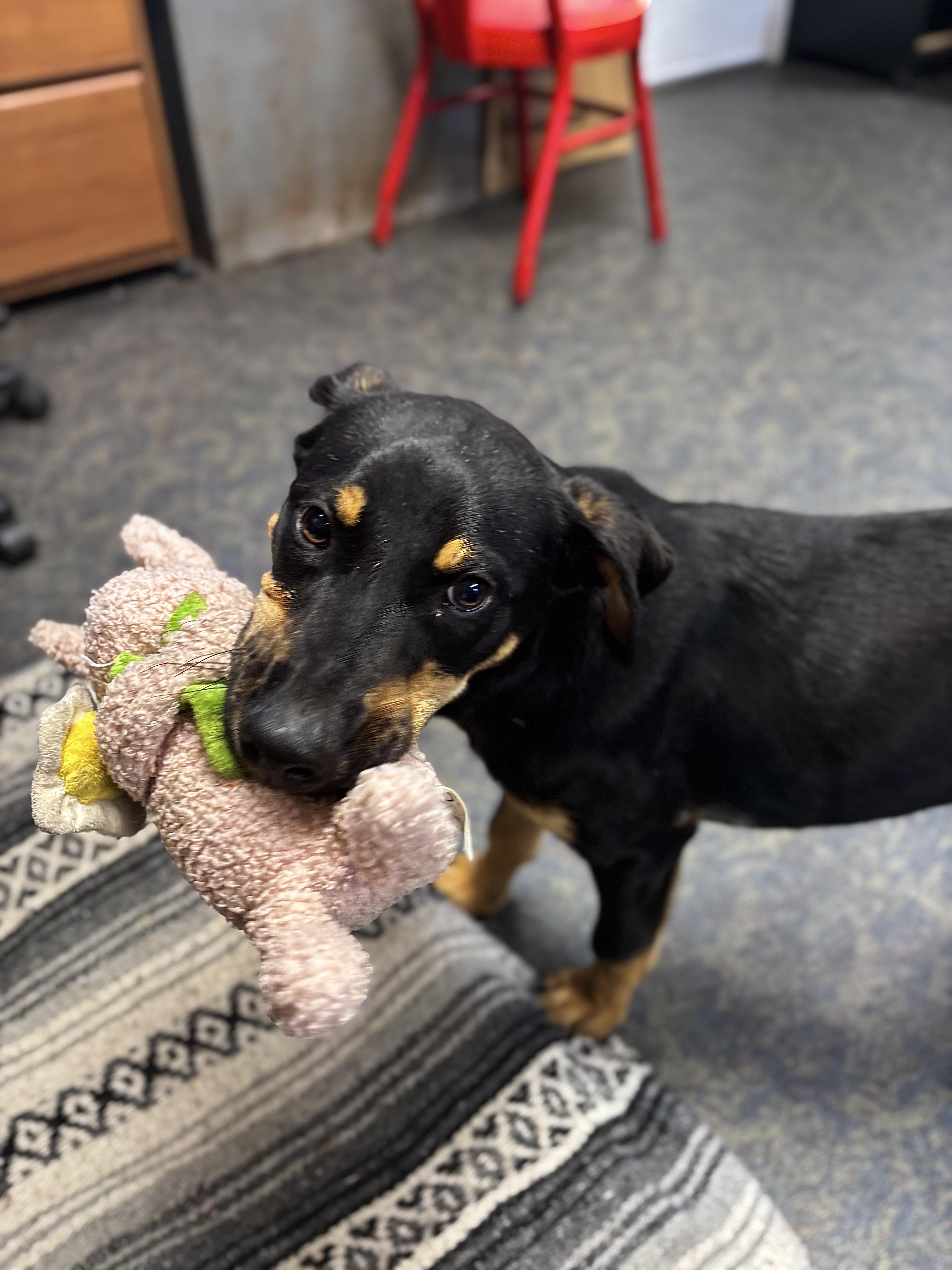 Atlas, Adoptable, Young Male German Pinscher.