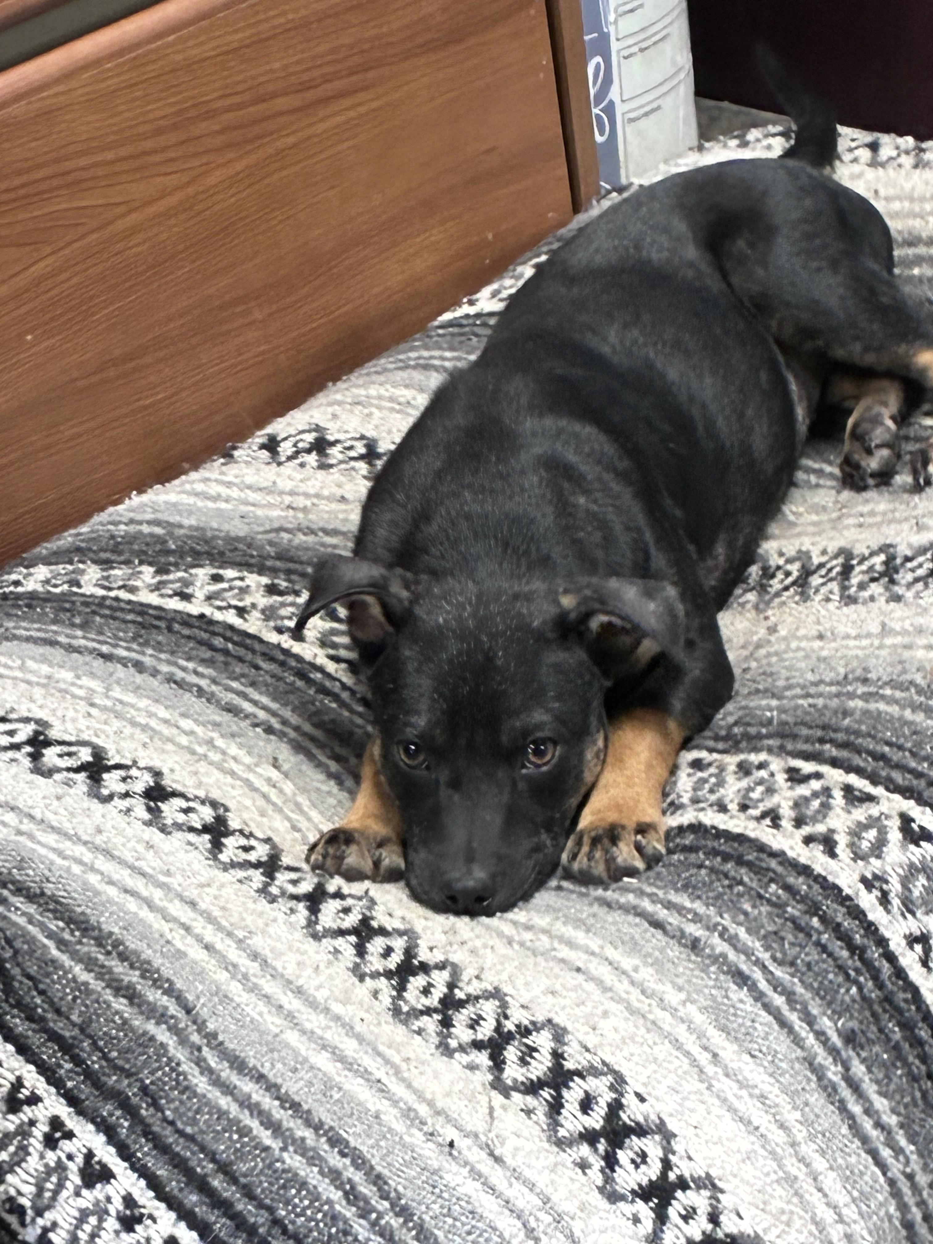 Enlarge Atlas, a Adoptable mixed breed in Blytheville, AR image 6/6