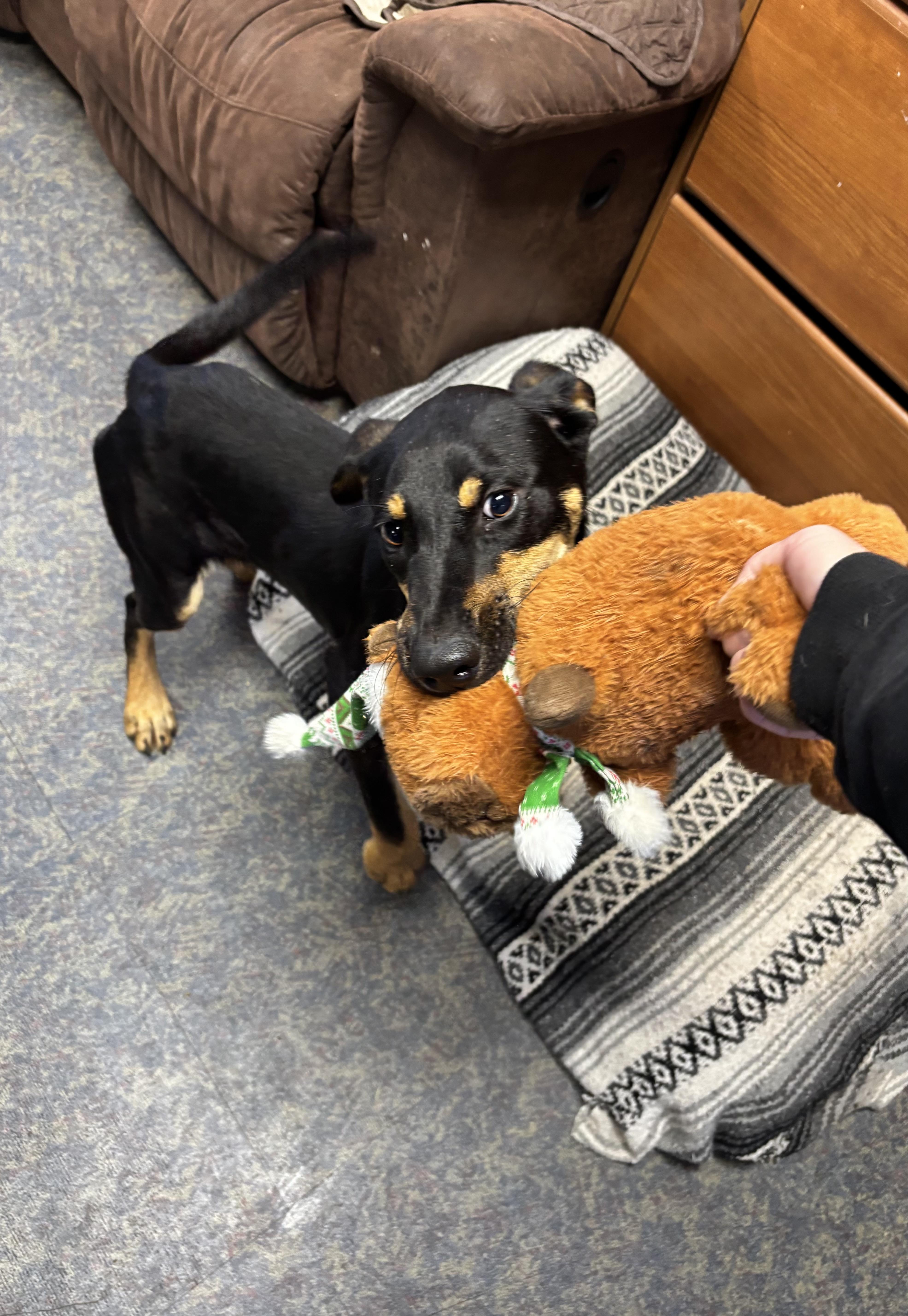 Enlarge Atlas, a Adoptable mixed breed in Blytheville, AR image 3/6