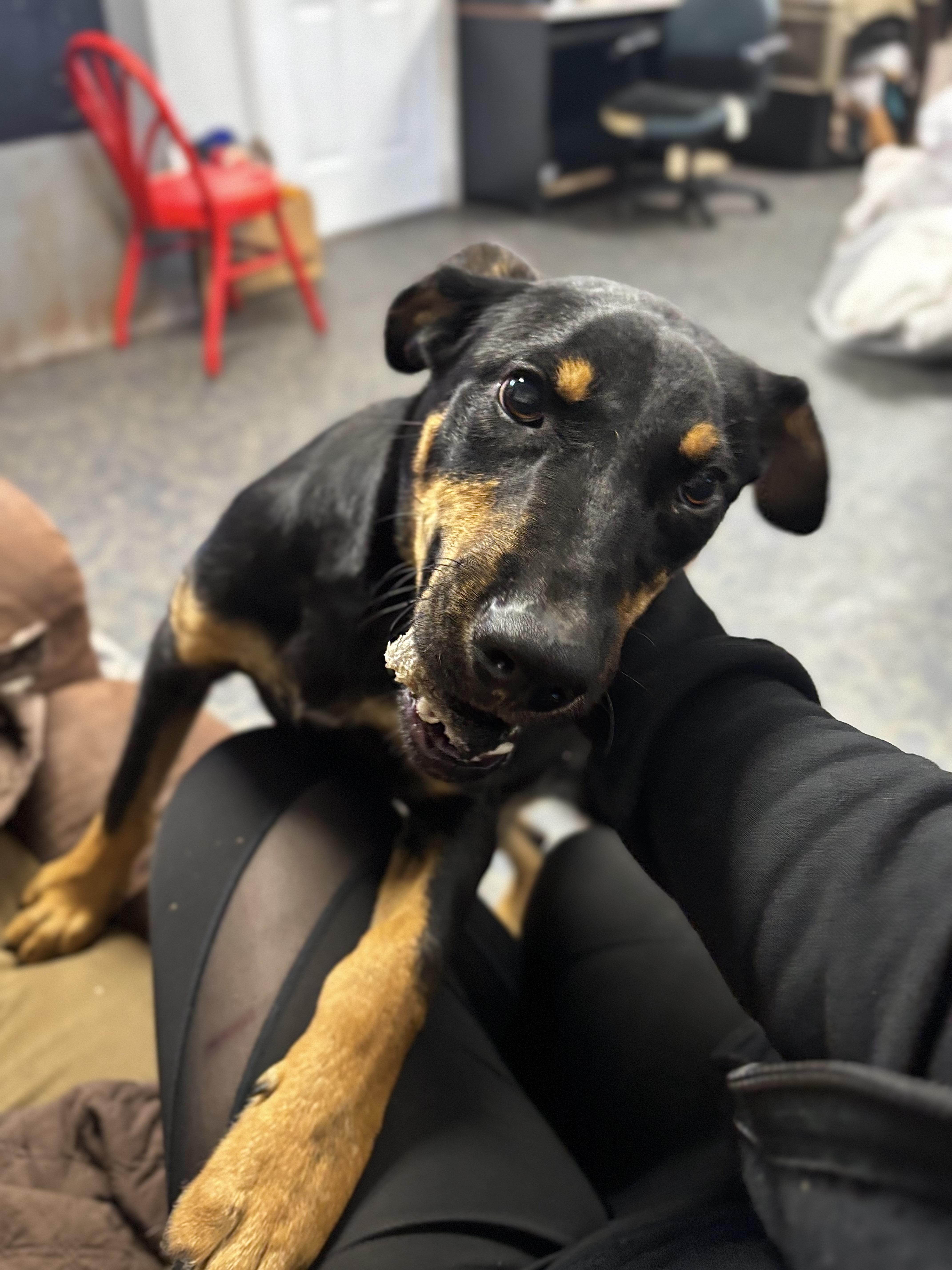 Enlarge Atlas, a Adoptable mixed breed in Blytheville, AR image 2/6