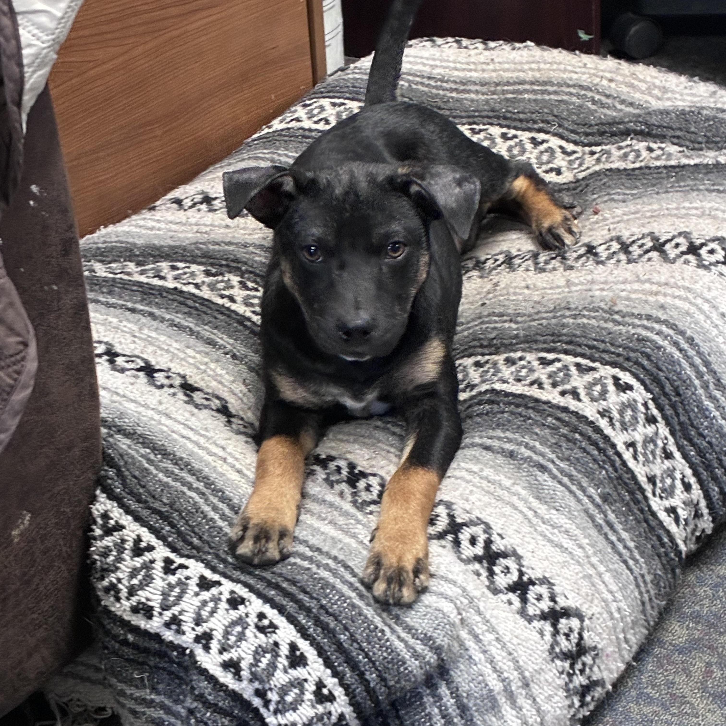 Enlarge Atlas, a Adoptable mixed breed in Blytheville, AR image 4/6