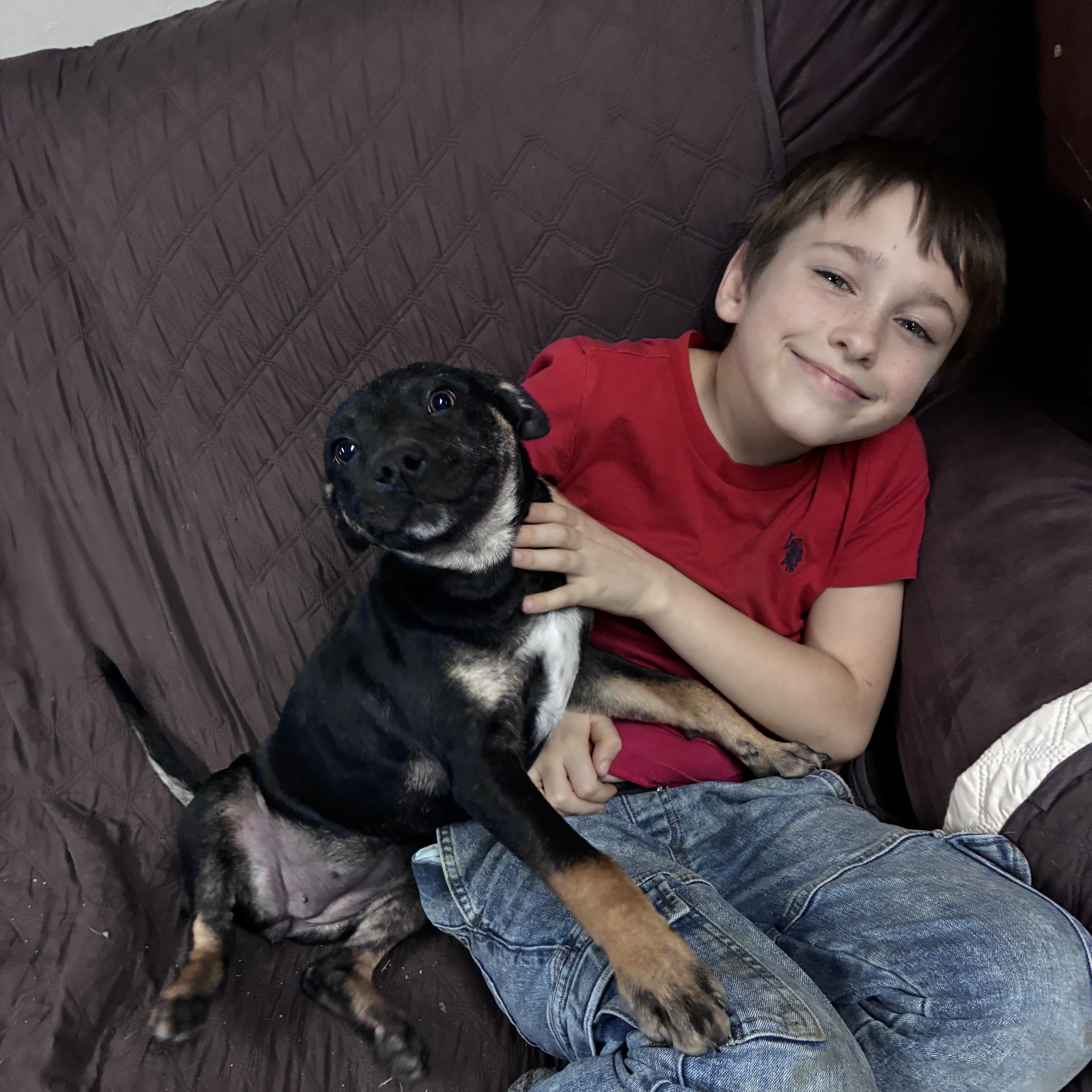Enlarge Atlas, a Adoptable mixed breed in Blytheville, AR image 5/6