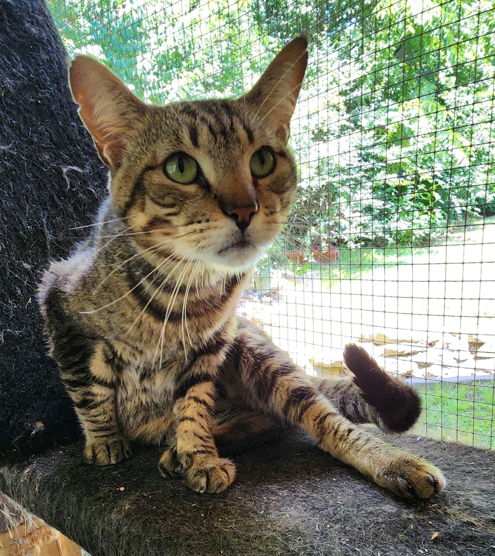 Toby, Adoptable, Young Male Domestic Short Hair.
