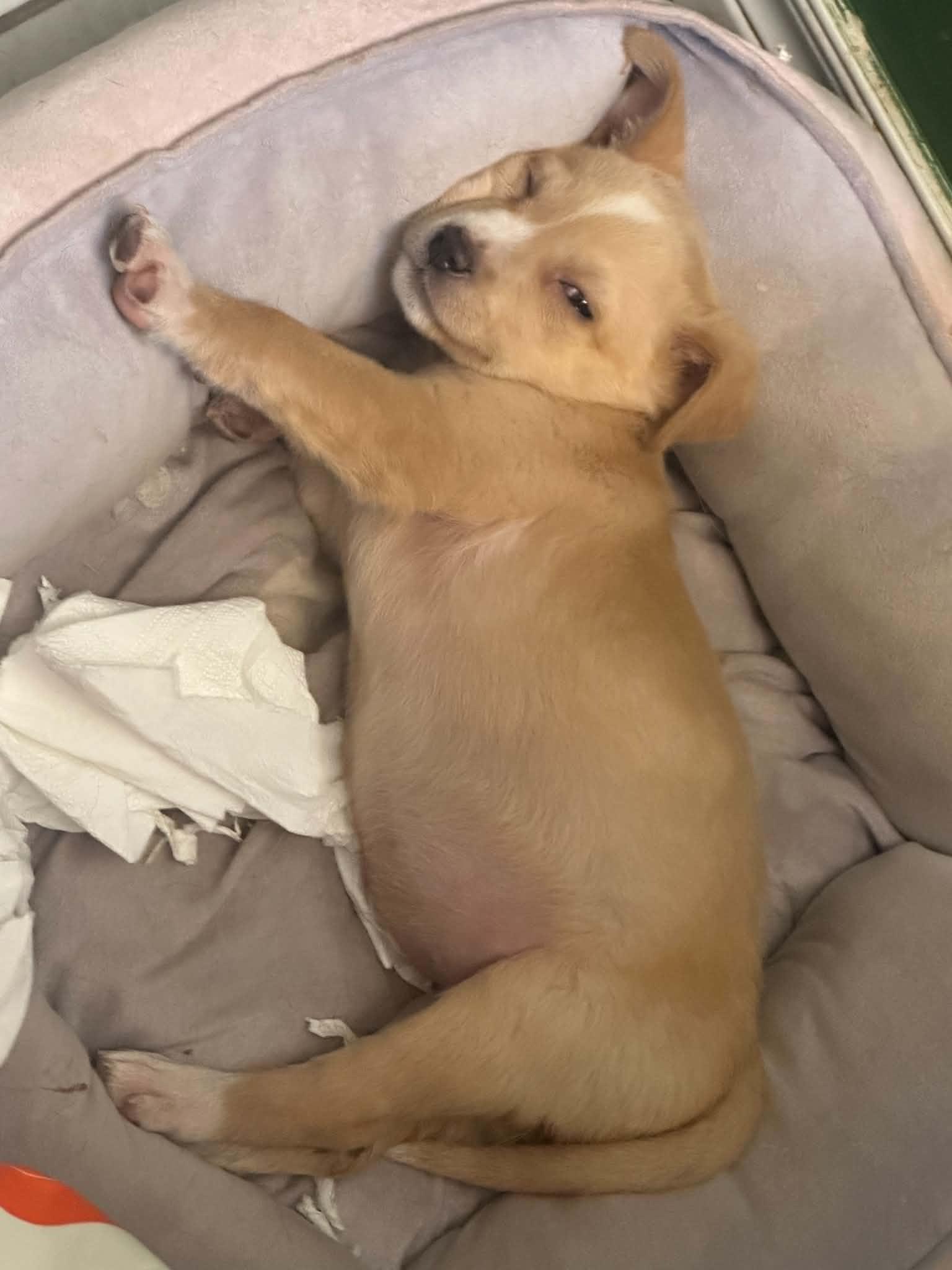 Enlarge Blondie, a ADOPTABLE mixed breed in Oklahoma City, OK image 2/2