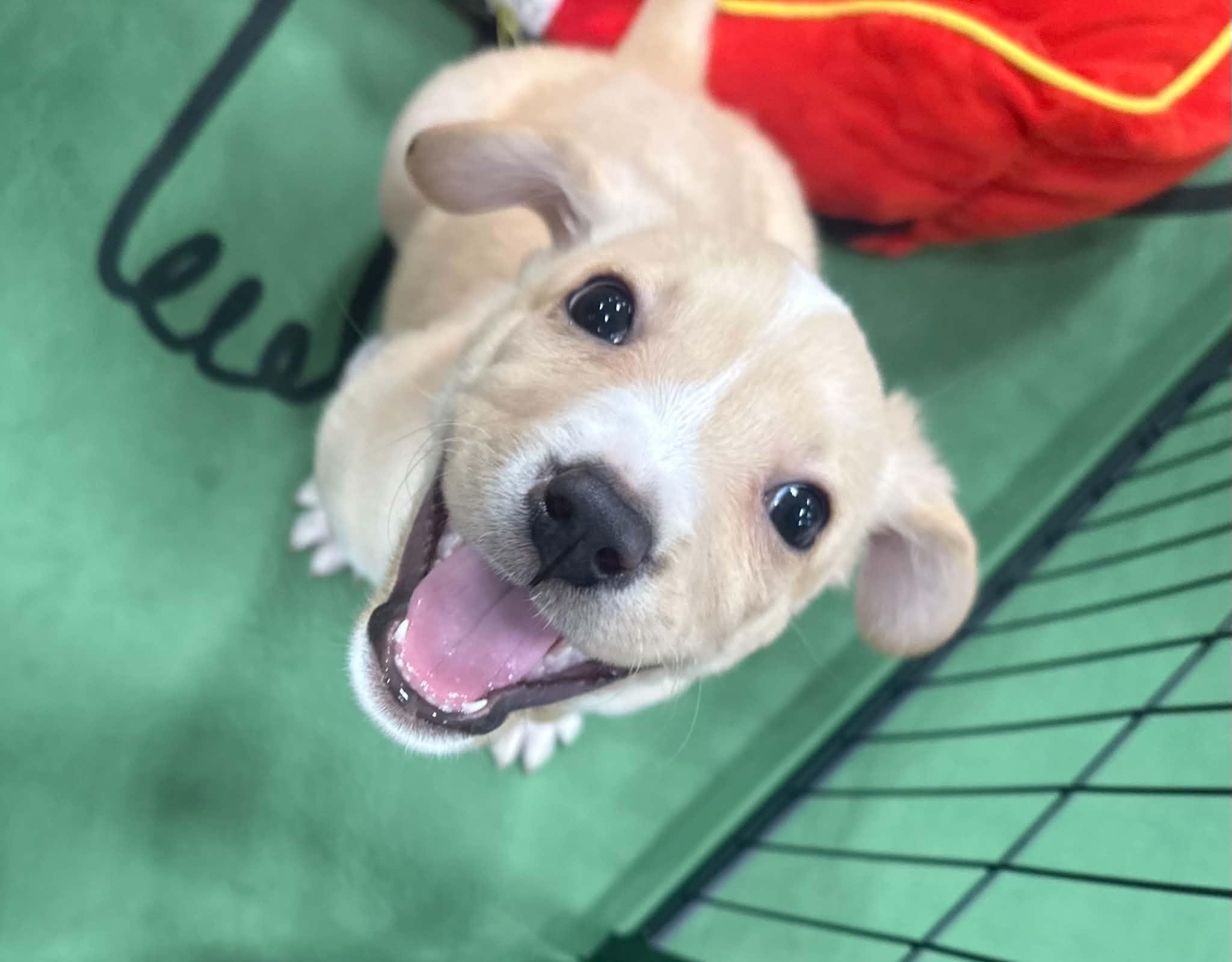 Blondie, ADOPTABLE, Puppy Female Yellow Labrador Retriever.