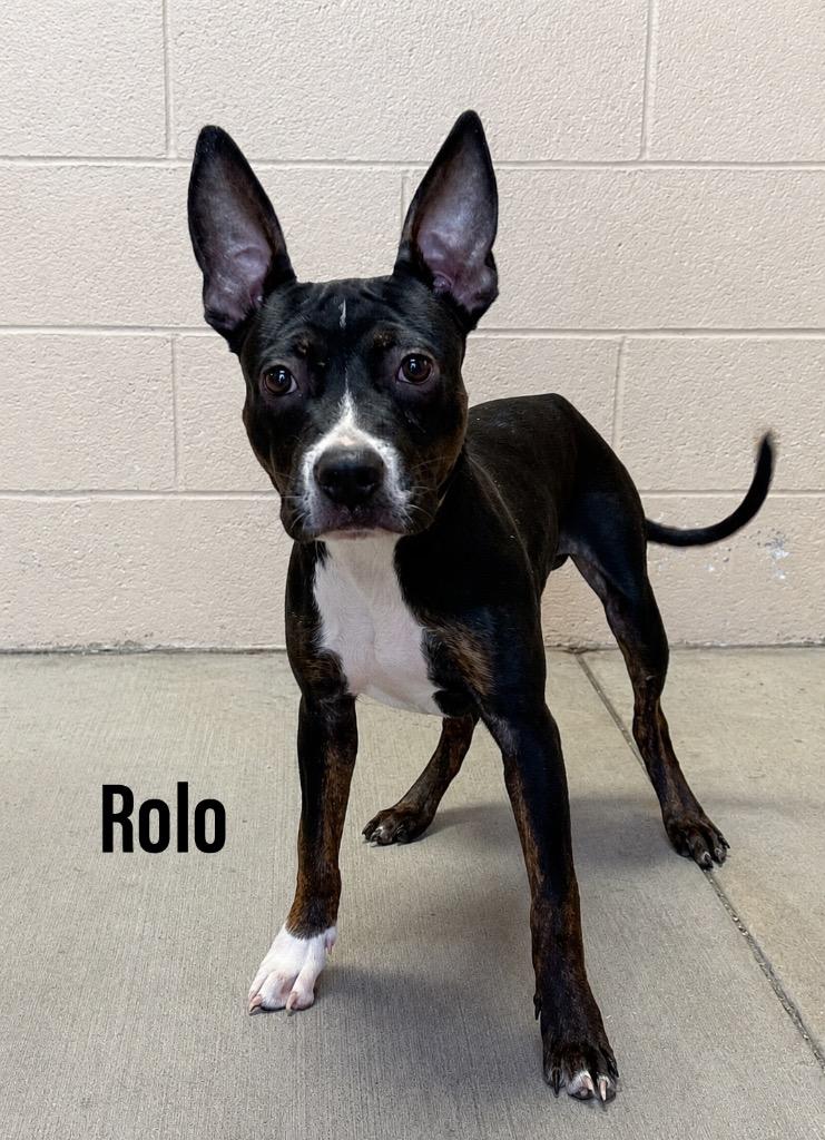 Rolo, Adoptable, Puppy Male Staffordshire Bull Terrier & Staffordshire Bull Terrier.