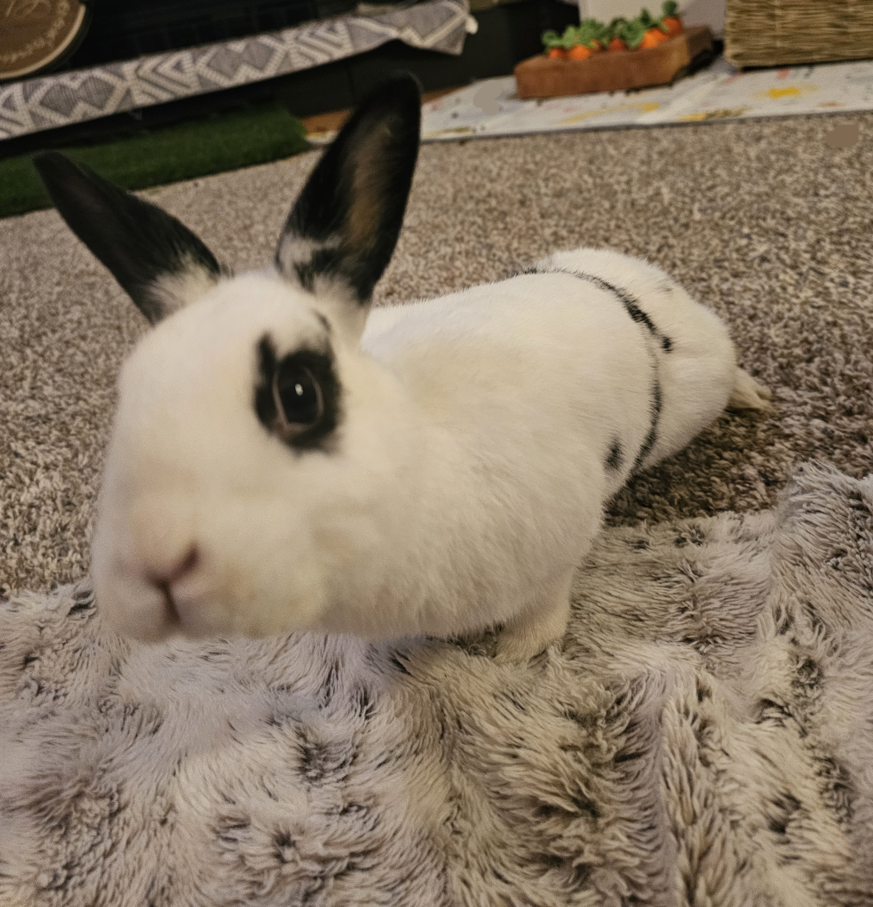 Jorgie, Adoptable, Adult Male English Spot.