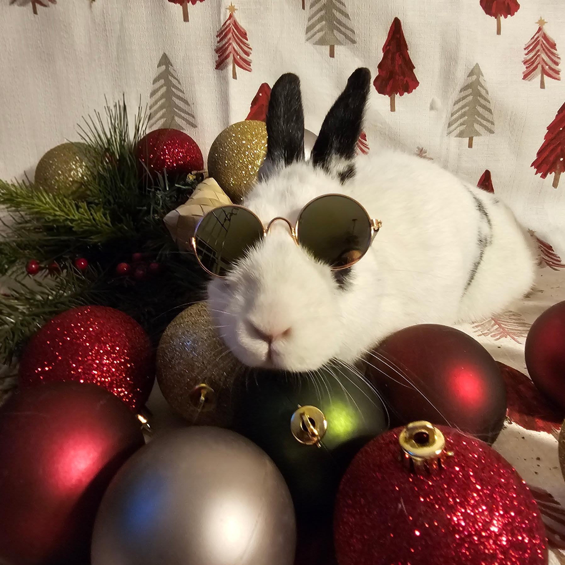 Jorgie, a Adoptable English Spot in St. Charles, IL image 1/6