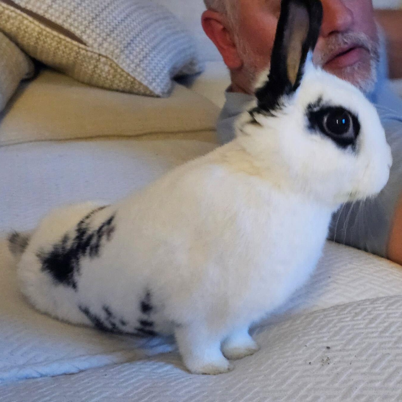 Jorgie, a Adoptable English Spot in St. Charles, IL image 2/6