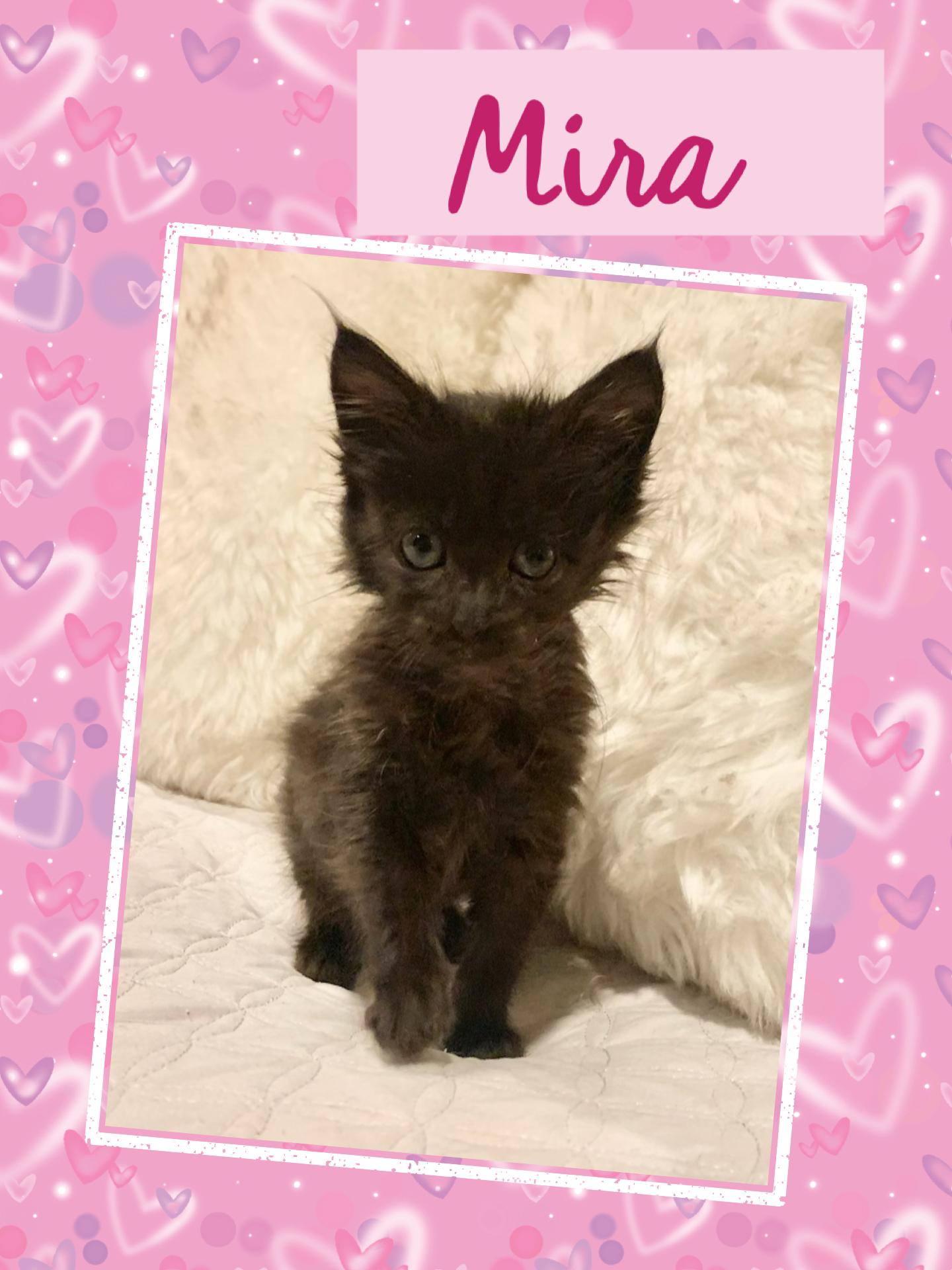 Mira, an adoptable Domestic Short Hair in Pasco, WA, 99301 | Photo Image 4