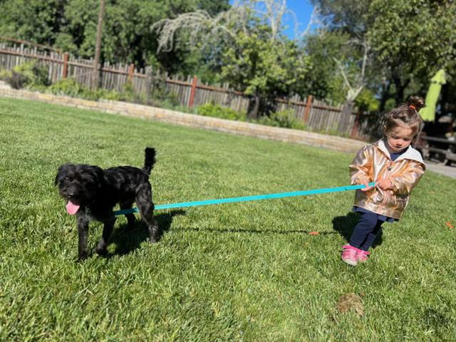 Mango, an adoptable mixed breed in benicia, CA image 6/6