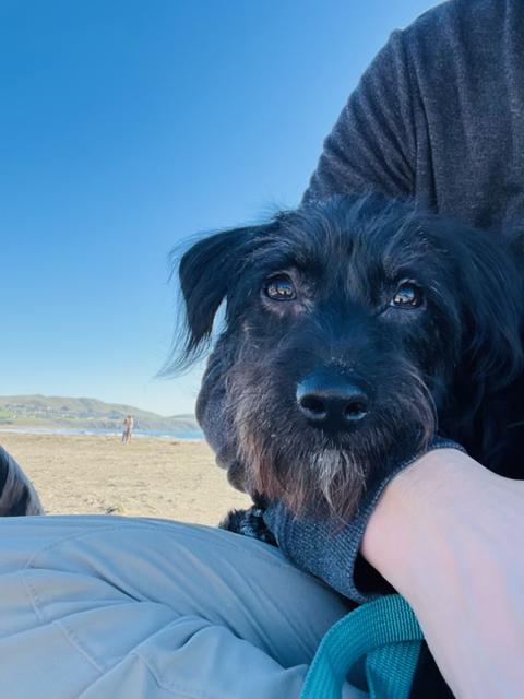 Mango, an adoptable mixed breed in benicia, CA image 5/6