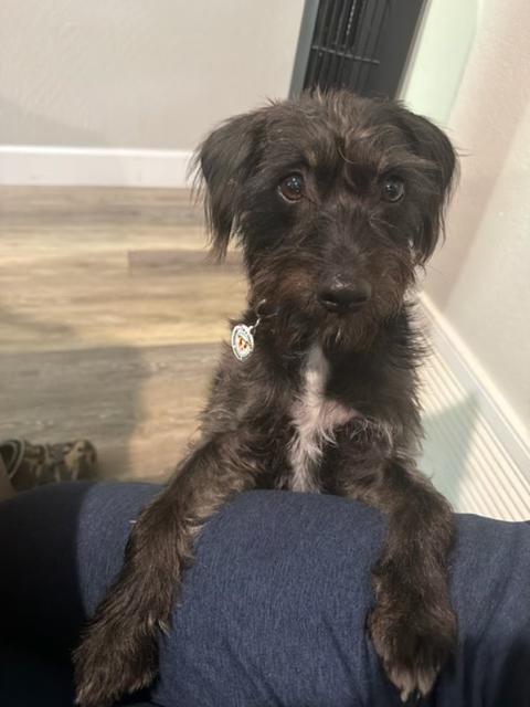 Mango, an adoptable mixed breed in benicia, CA image 4/6