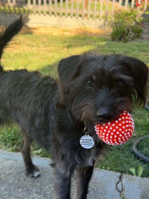 Mango, adoptable, Young Male Schnauzer & Terrier.
