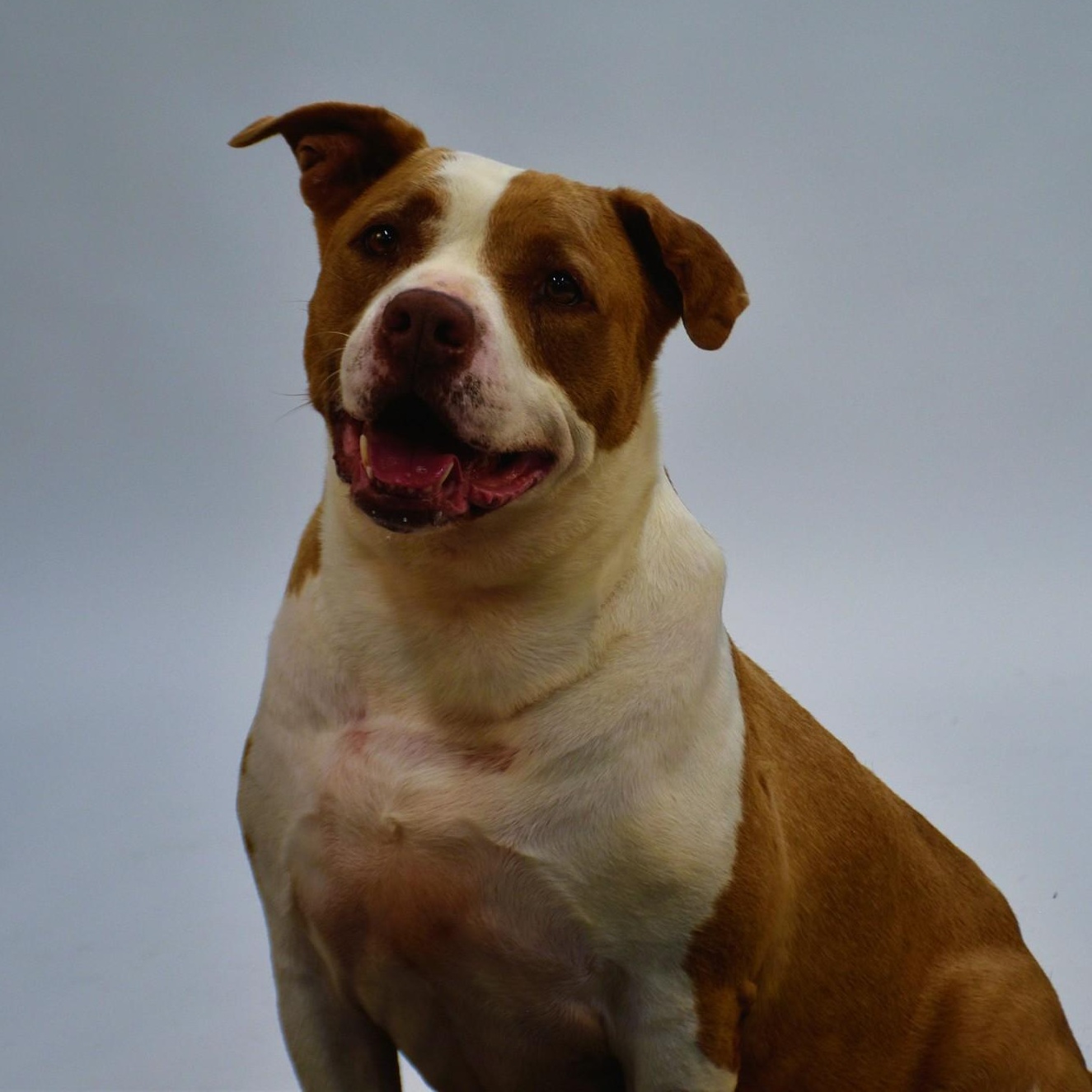 Abby, a Adopted mixed breed in Troy, NY image 4/6