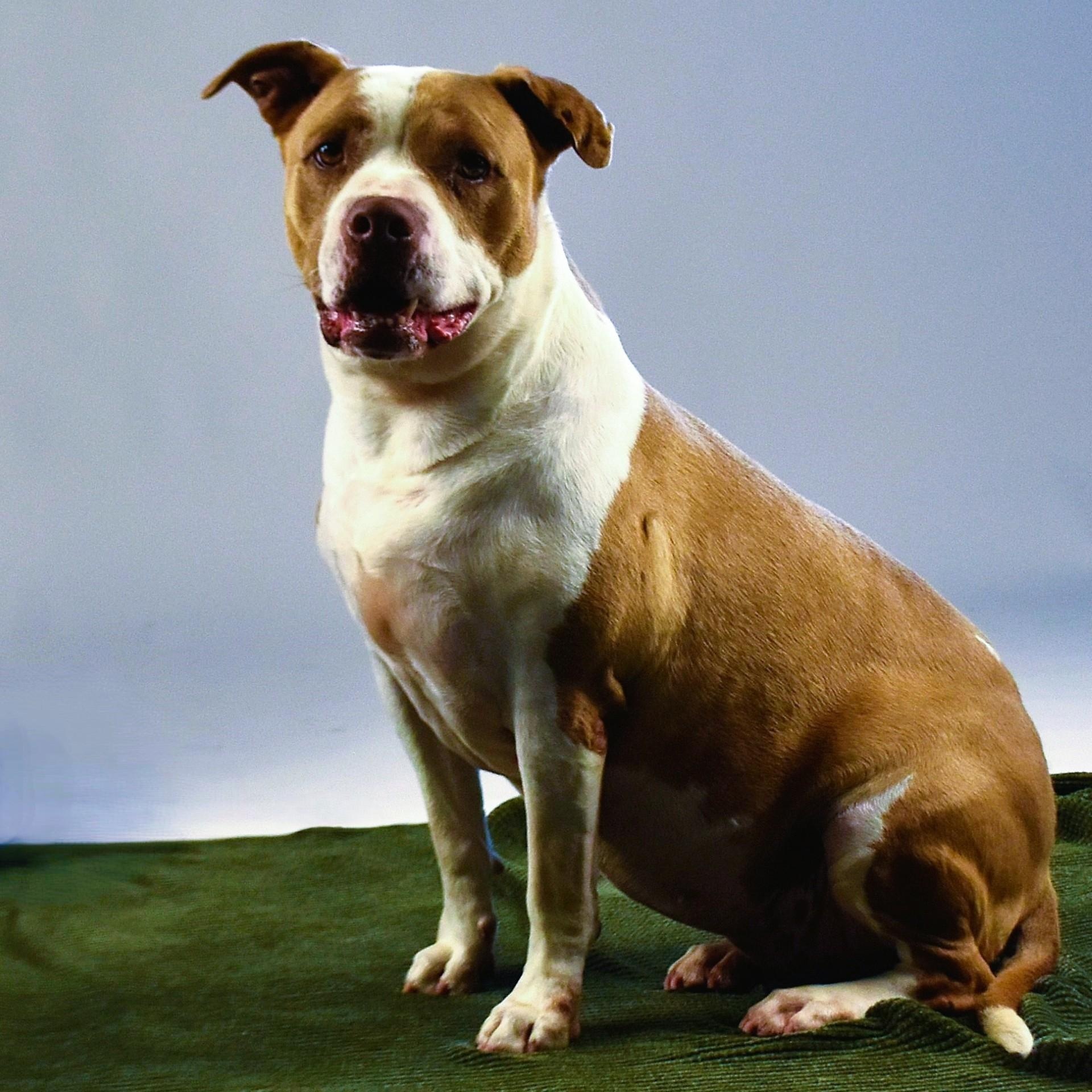 Abby, a Adopted mixed breed in Troy, NY image 6/6