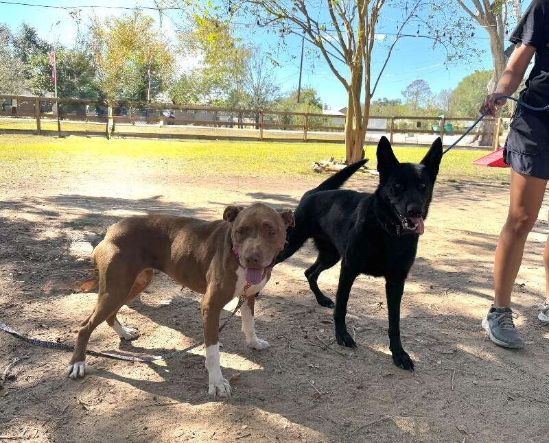 Beatrice Bestie Boo — thumbnail 3