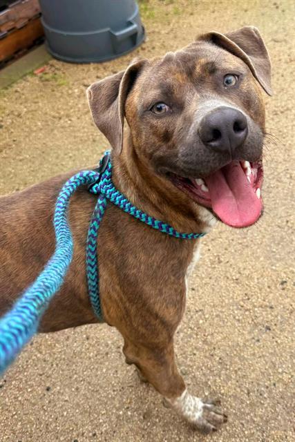 KIT, Adoptable, Young Male Pit Bull Terrier & Catahoula Leopard Dog.