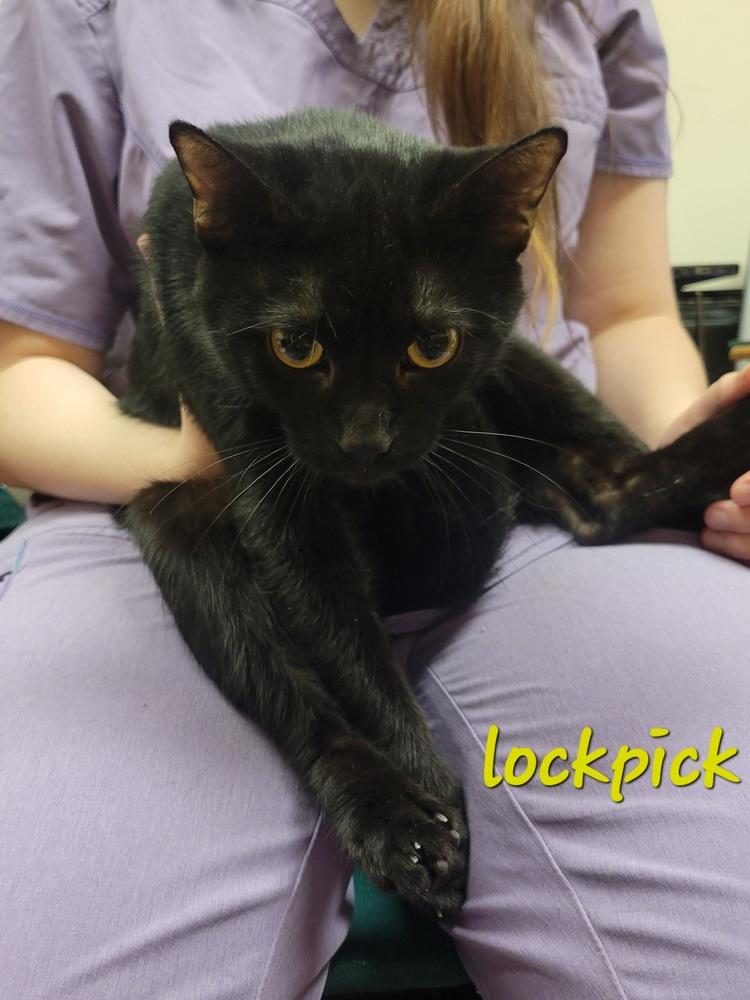 Enlarge Lockpick, a Adopted Domestic Short Hair in Lorain, OH image 1/1