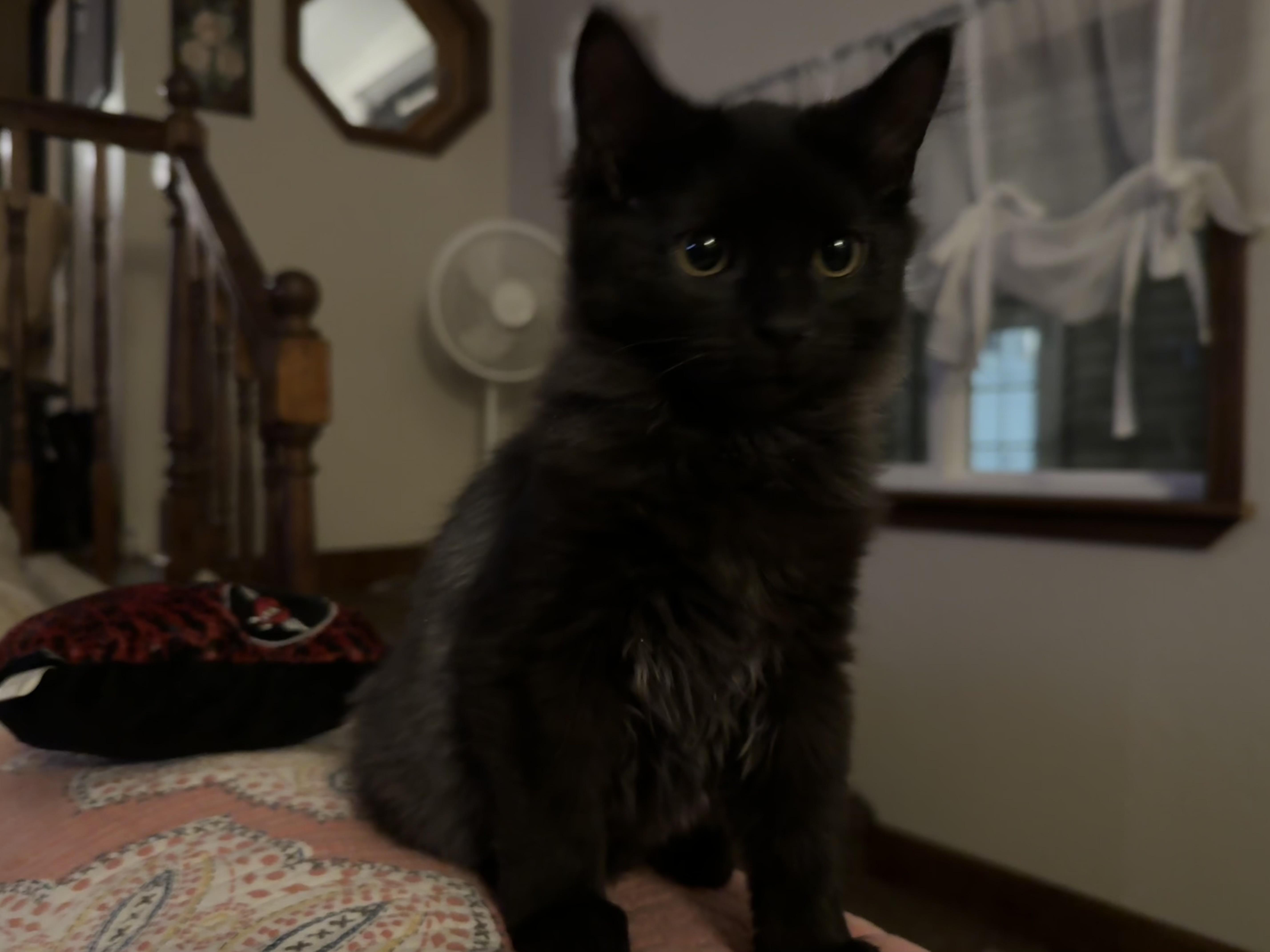 Mr.Binx & Ms. Marvel, a Adoptable Domestic Long Hair in Buffalo, NY image 2/6