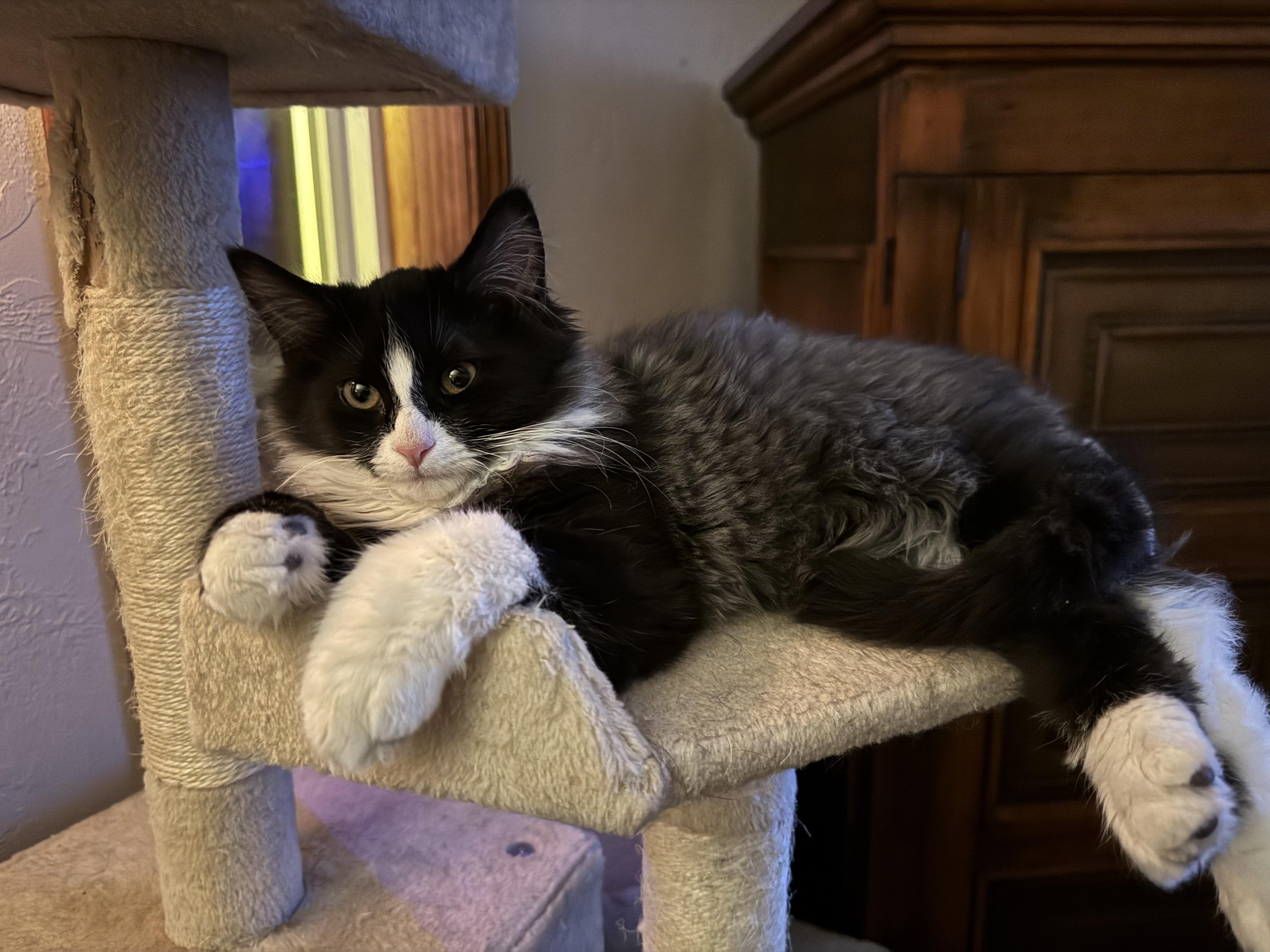Mr.Binx & Ms. Marvel, a Adoptable Domestic Long Hair in Buffalo, NY image 1/6