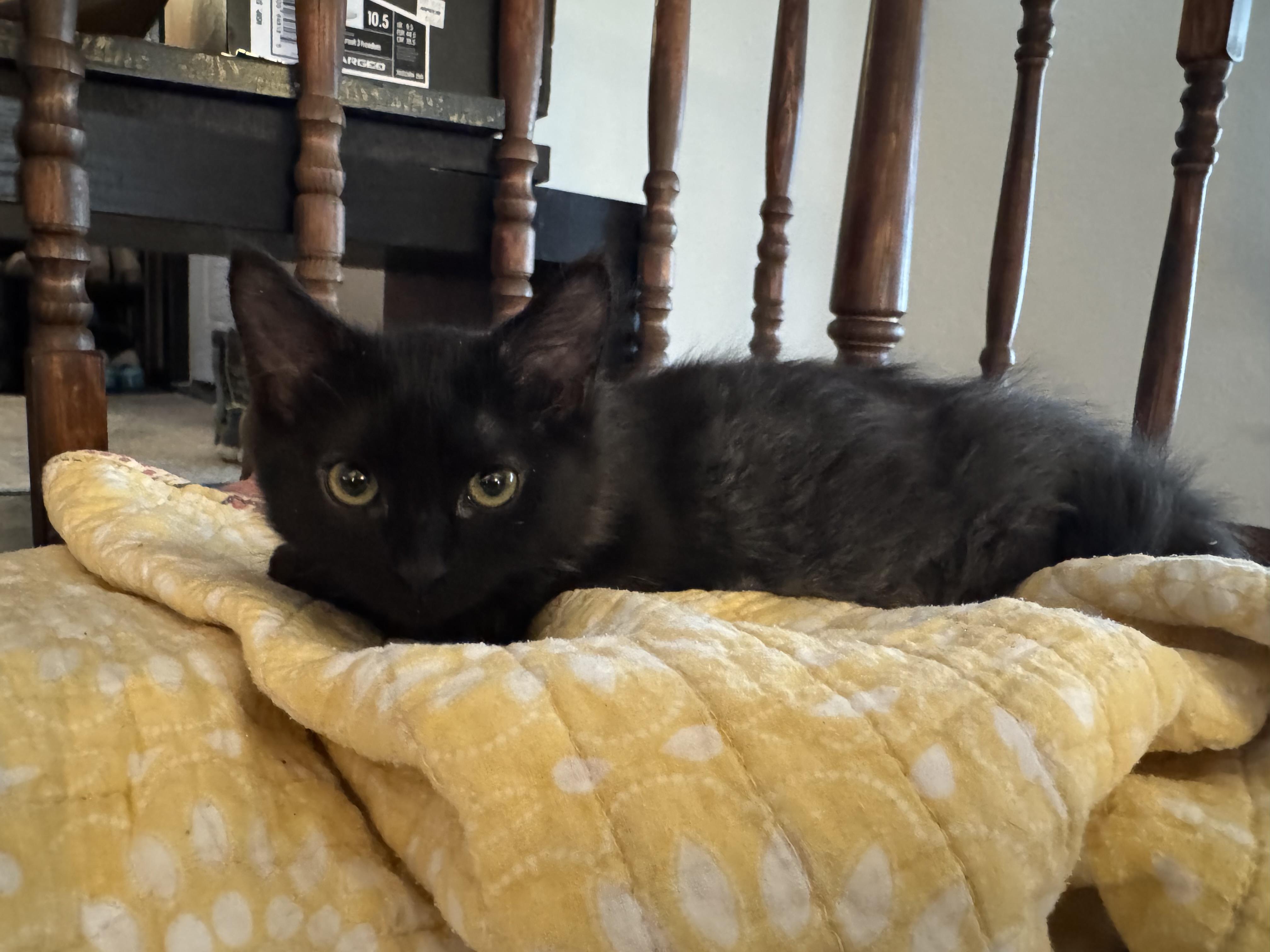 Mr.Binx & Ms. Marvel, a Adoptable Domestic Long Hair in Buffalo, NY image 4/6