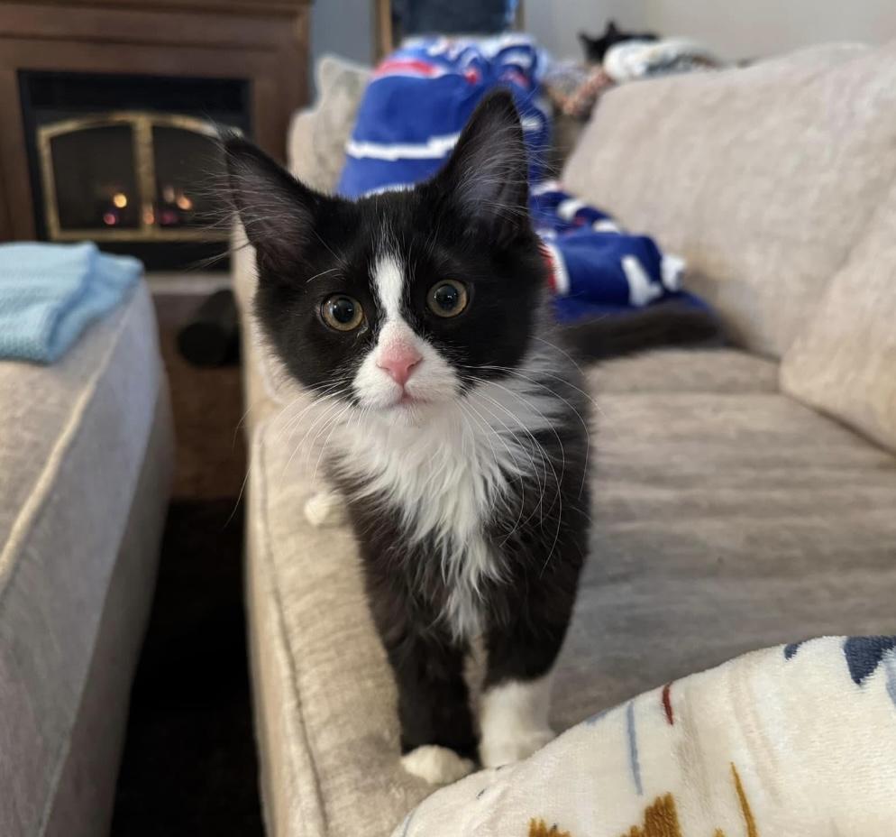 Mr.Binx & Ms. Marvel, a Adoptable Domestic Long Hair in Buffalo, NY image 5/6