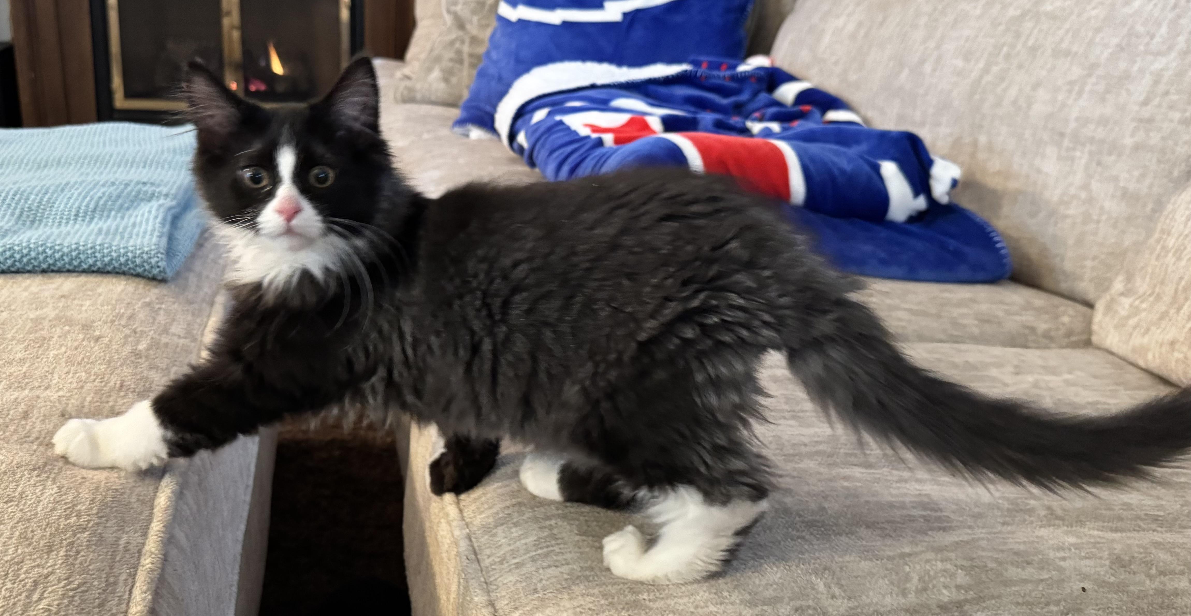Mr.Binx & Ms. Marvel, a Adoptable Domestic Long Hair in Buffalo, NY image 6/6